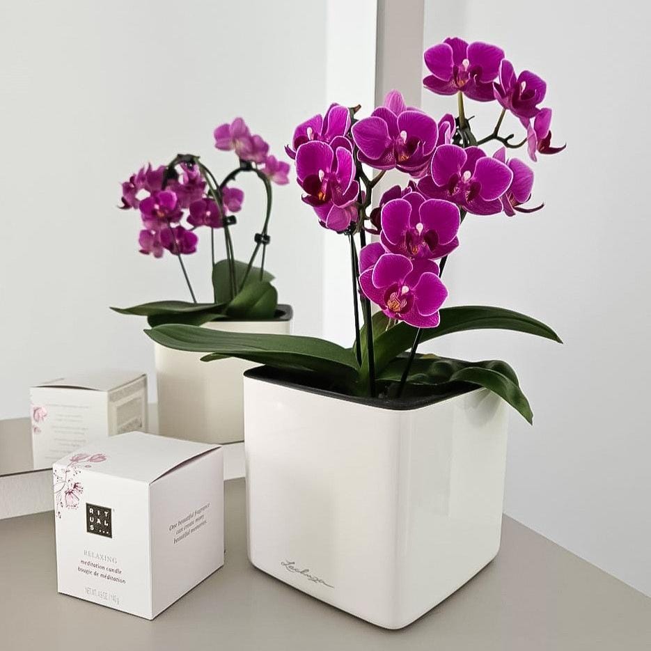 Table Dance Wasserfall Merida mit violetten Blüten und 2 Rispen