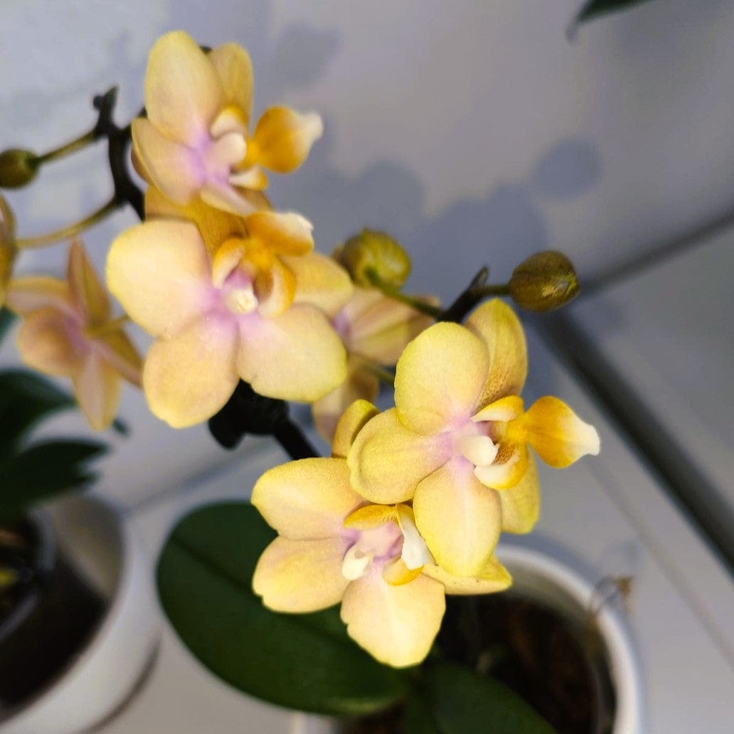 Duftorchidee Table Dance Elemental mit gelben Blüten mit 2 Rispen