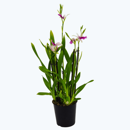 Miltonia Sofia mit 4 Rispen