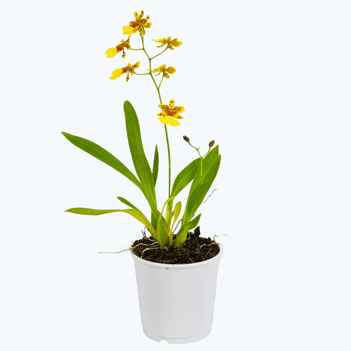 Mini Oncidium Hybride mit gelben Blüten und 1+ Rispen im 9 cm Topf