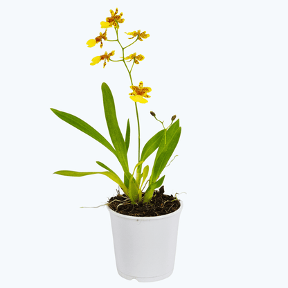 Mini Oncidium Hybride mit gelben Blüten und 1+ Rispen im 9 cm Topf
