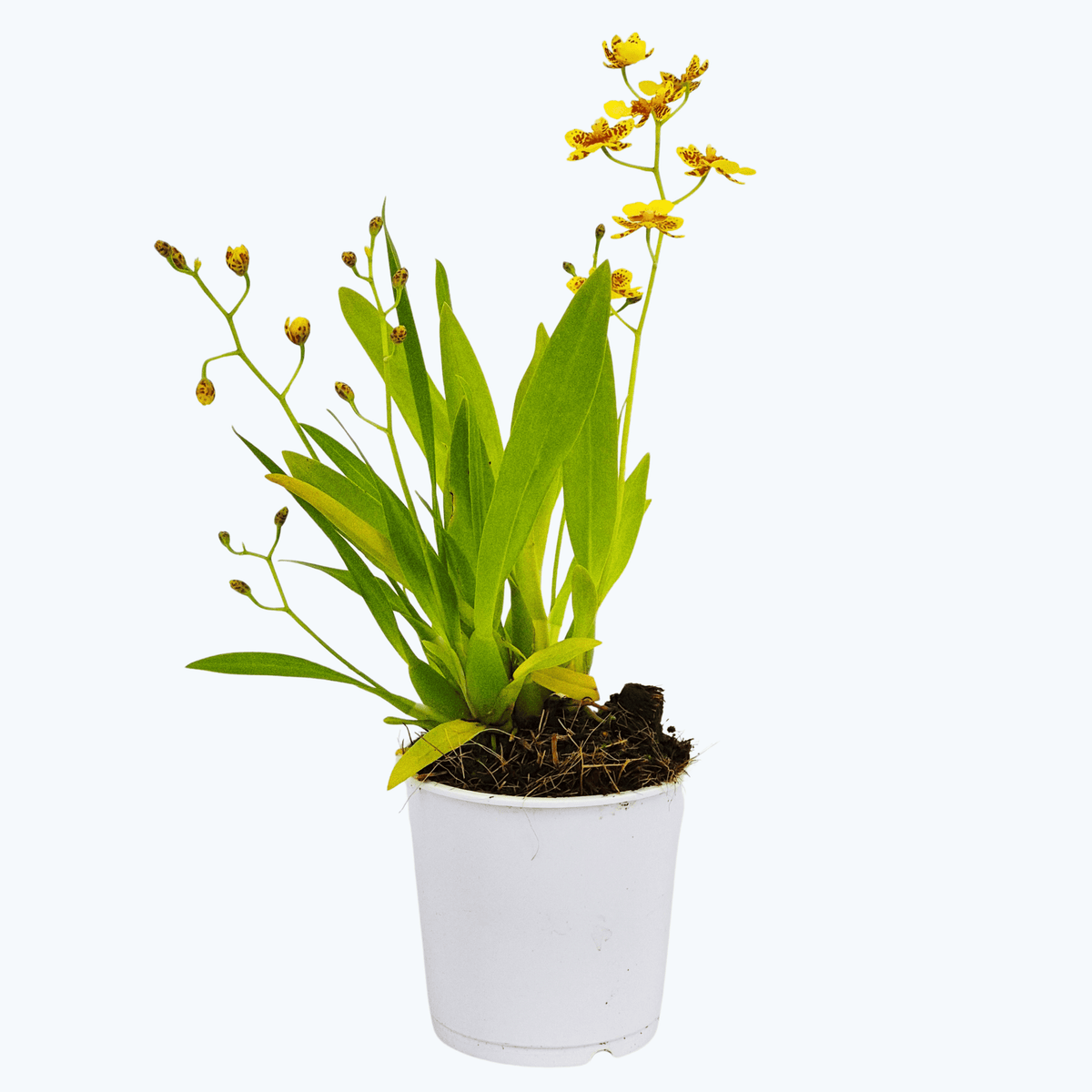 Mini Oncidium Hybride mit gelben Blüten und 2 Rispen im 9 cm Topf