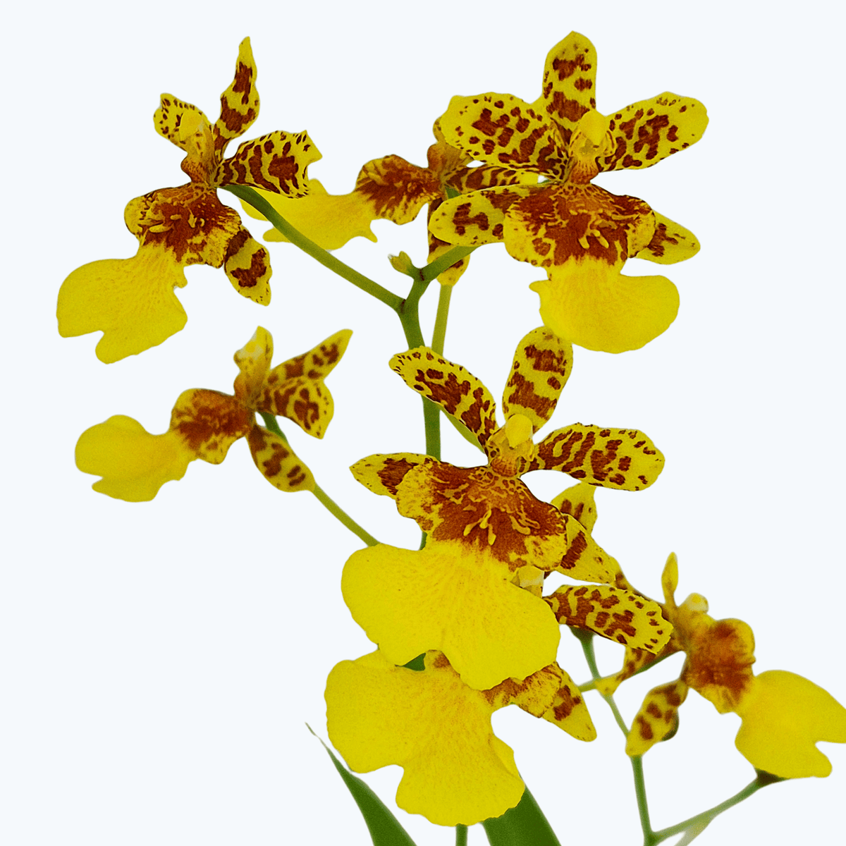 Mini Oncidium Hybride mit gelben Blüten und 1+ Rispen im 9 cm Topf