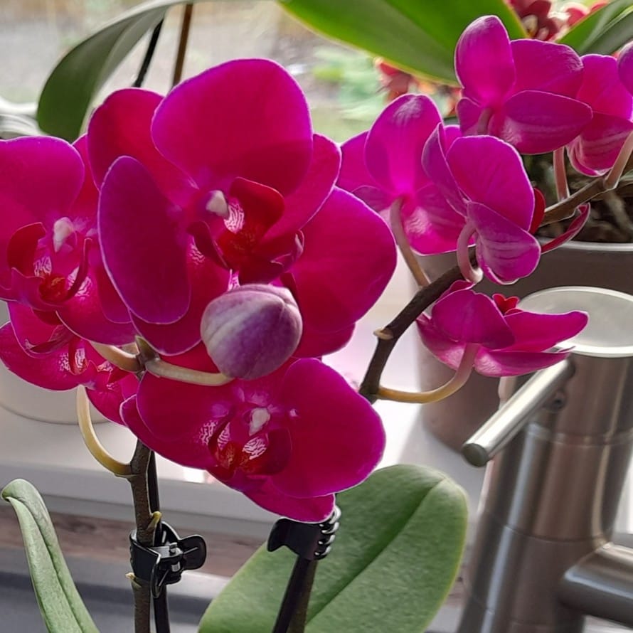 Phalaenopsis Palenque mit magentafarbenen Blüten und 2 Rispen