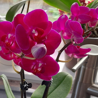 Phalaenopsis Palenque mit magentafarbenen Blüten und 2 Rispen