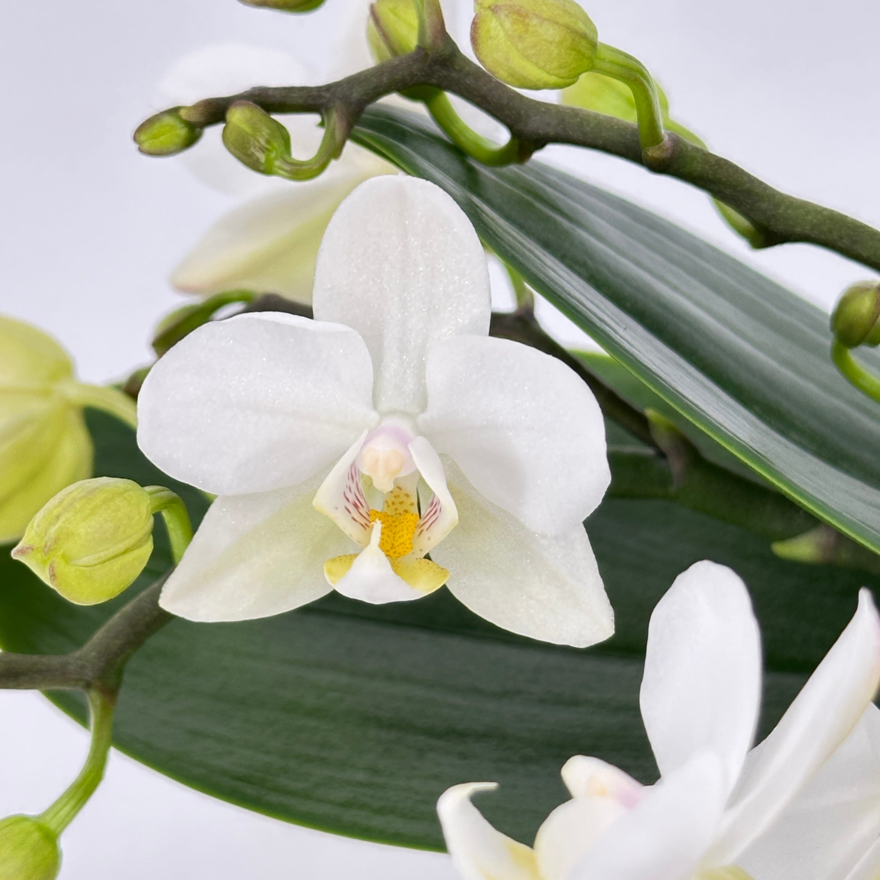 Bonsaiorchidee Nazare mit weißen Blüten und 5+ Rispen