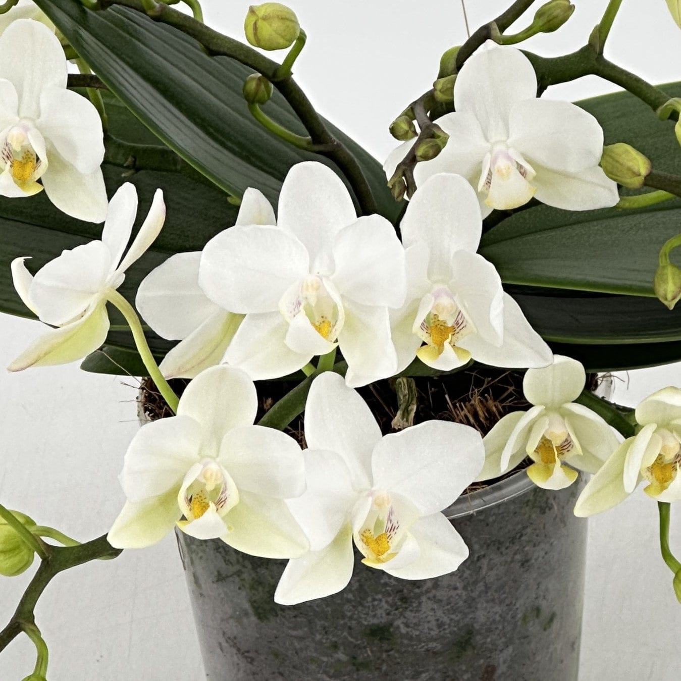 Bonsaiorchidee Nazare mit weißen Blüten und 5+ Rispen