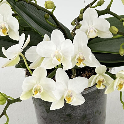 Bonsaiorchidee Nazare mit weißen Blüten und 5+ Rispen
