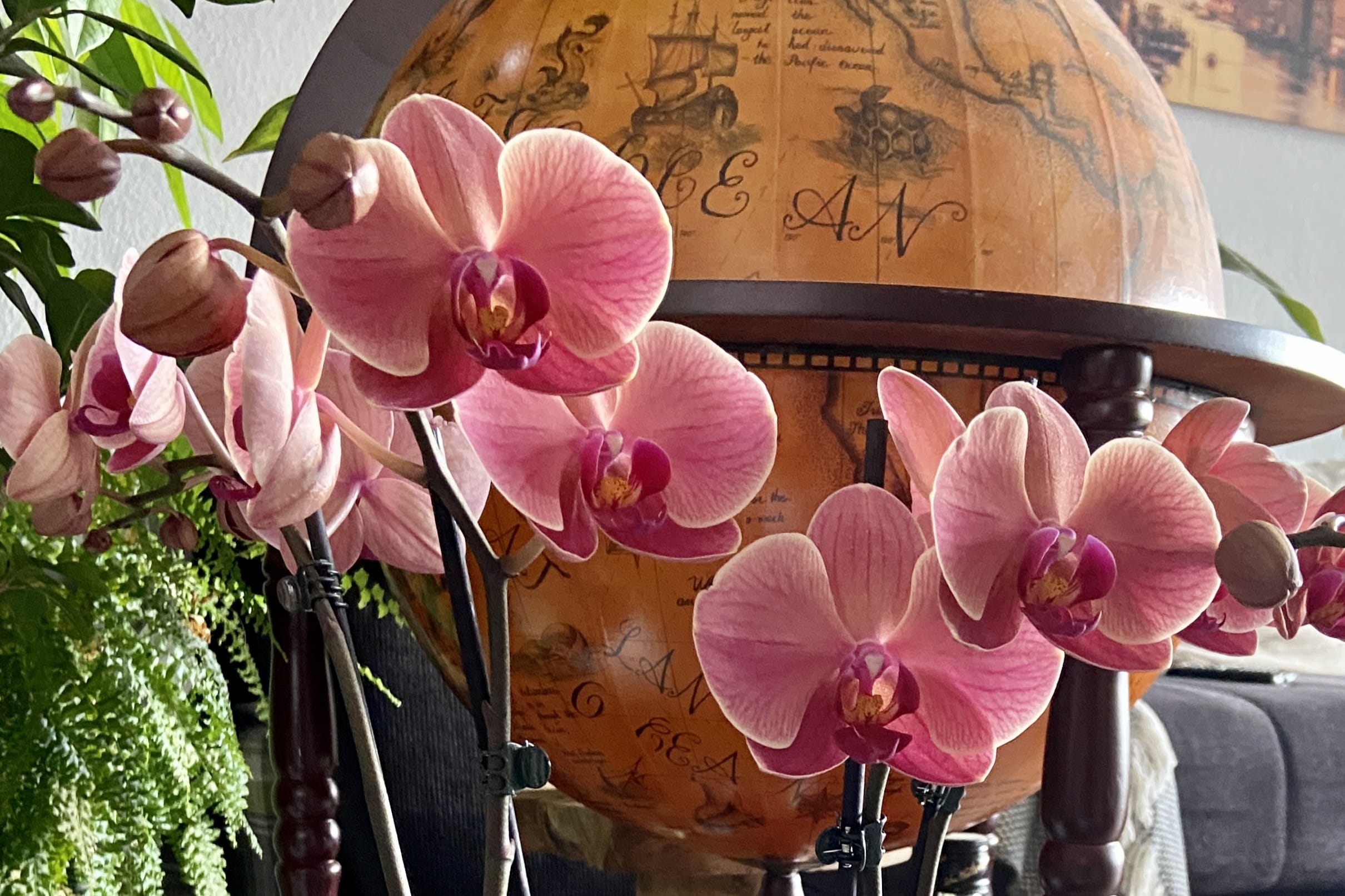 Narbonne Orchidee rosa orange