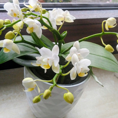 Bonsaiorchidee Nazare mit weißen Blüten und 5+ Rispen