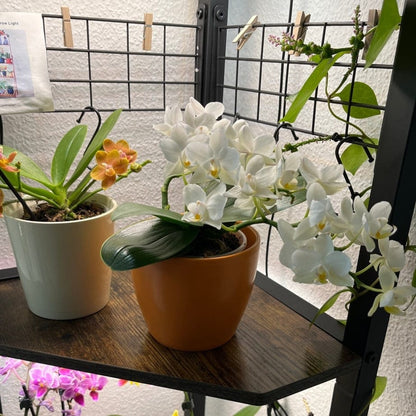 Bonsaiorchidee Nazare mit weißen Blüten und 5+ Rispen