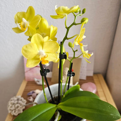 Table Dance La Paz mit gelben Blüten und 2 Rispen