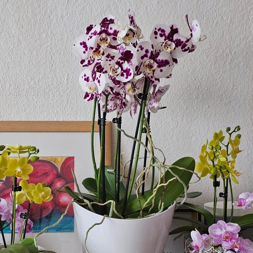 Große Two of Us Marrakesh mit gefleckten Blüten und 4 Rispen