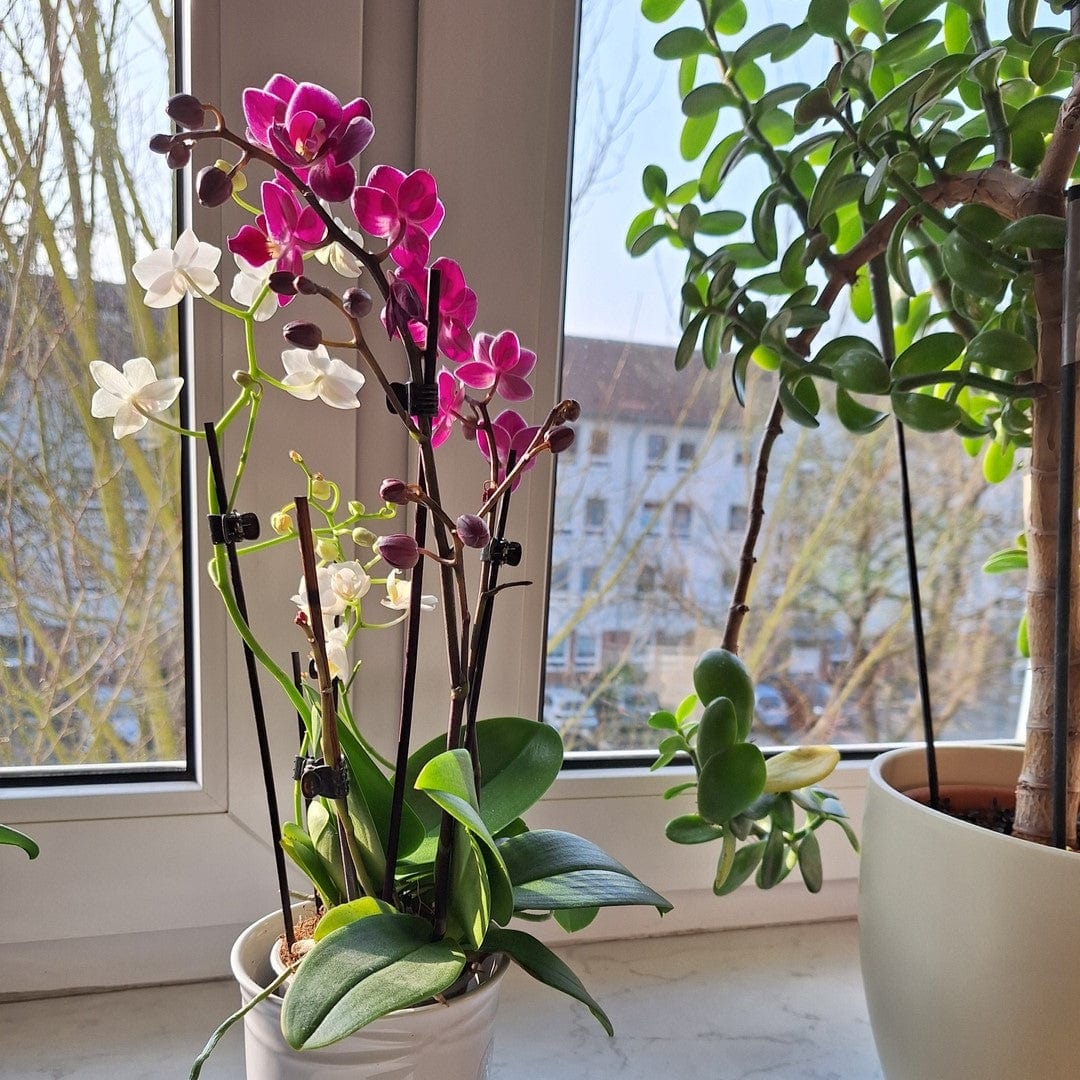 Cocktail Orchidee mit violett-weißen Blüten und 5+ Rispen