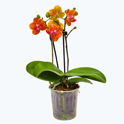 Table Dance Orange Magic mit orangen Blüten und 2 Rispen
