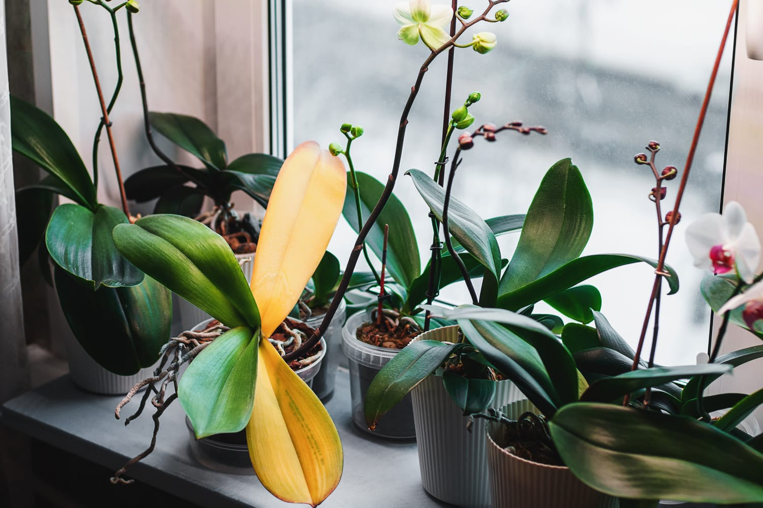 Orchidee mit gelben Blättern