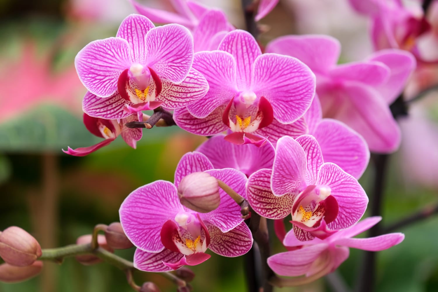 Orchideen Krankheiten und Behandlungstipps
