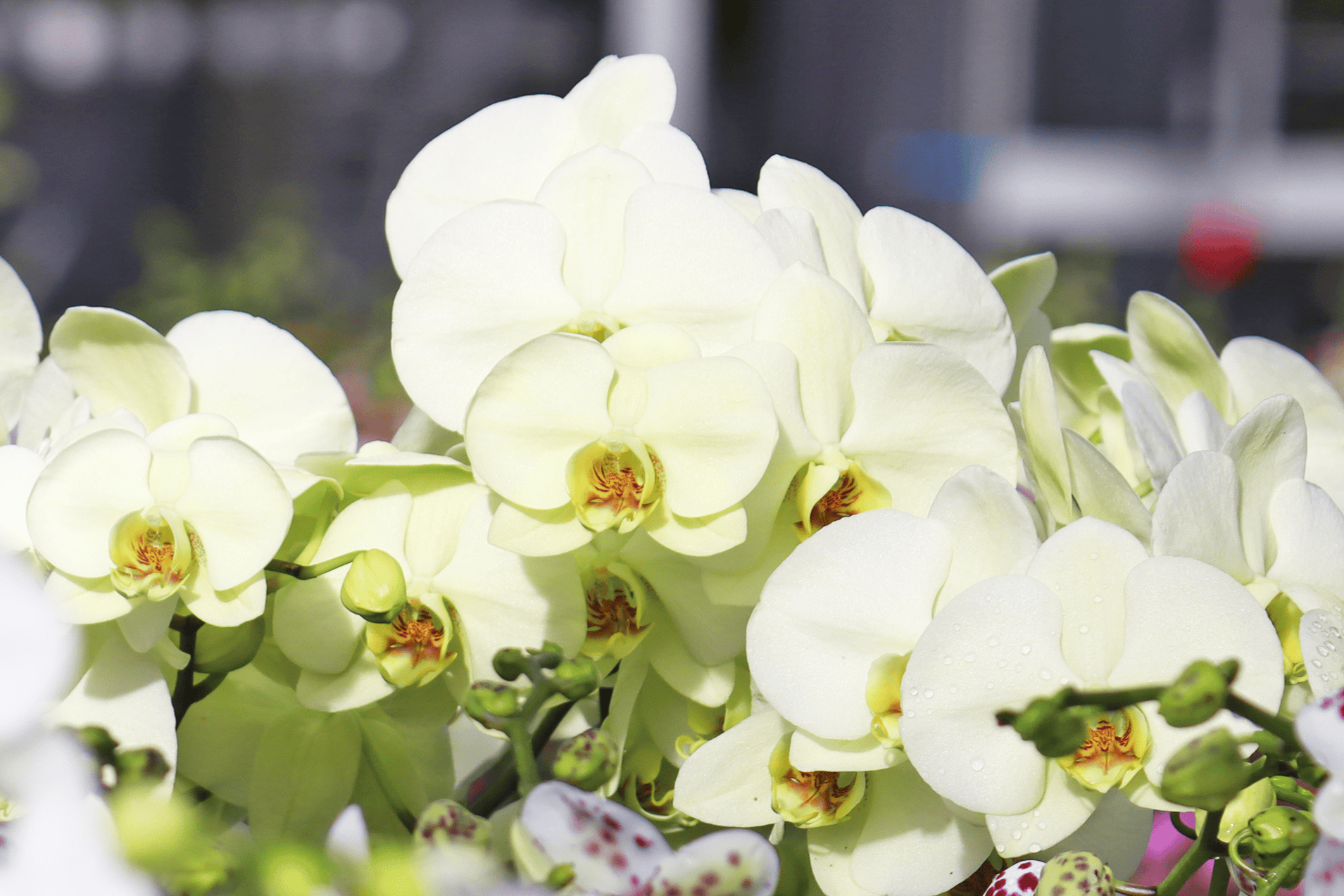 Orchideen Pflegetipps vom Züchter