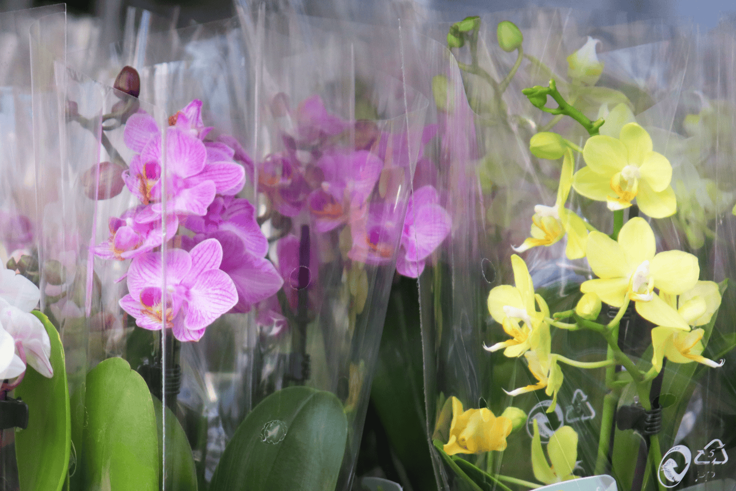 Orchideen Versand - So kommen deine Orchideen sicher an