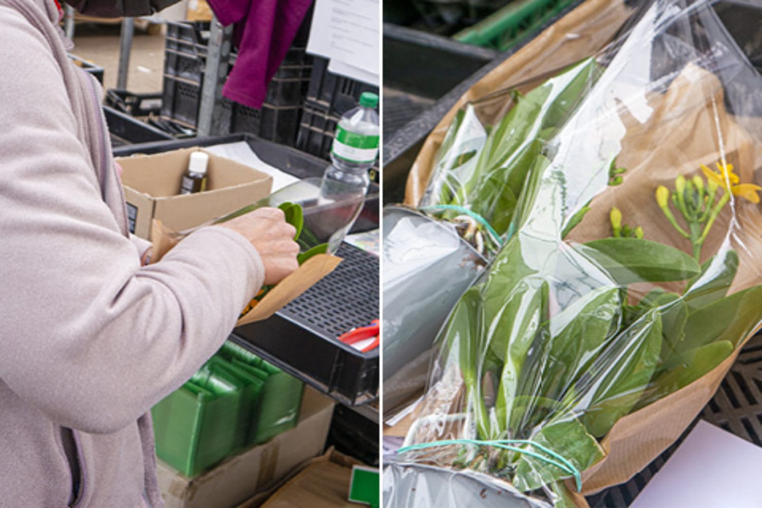 Orchideen einpacken