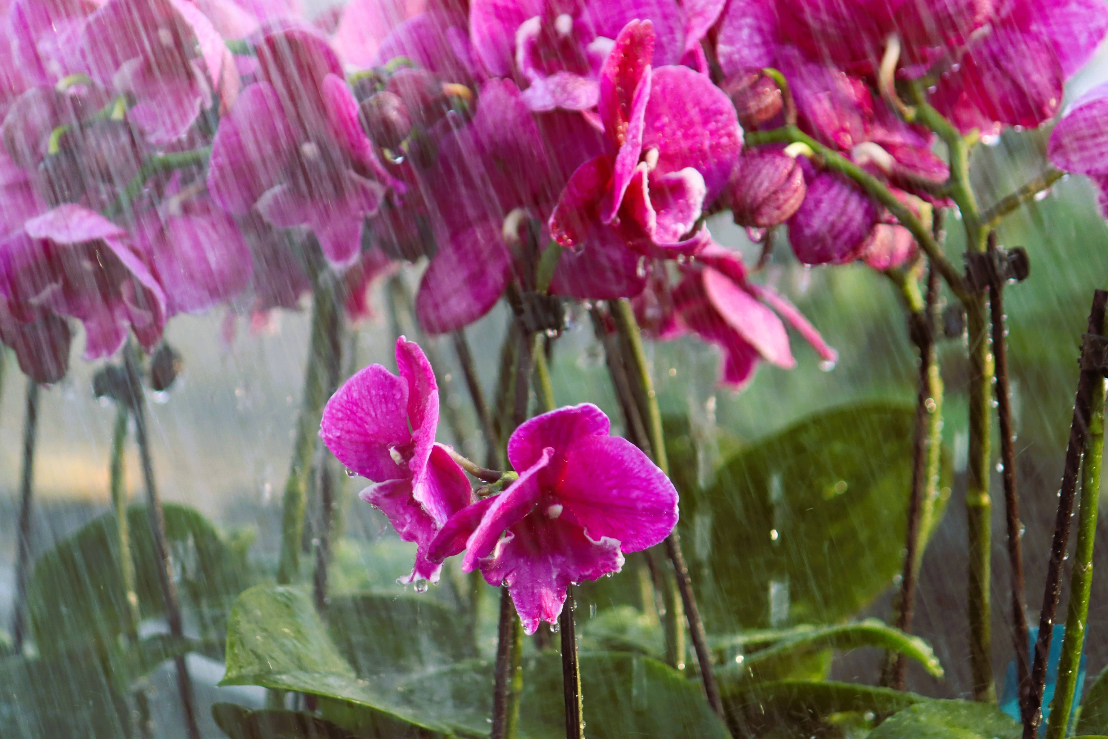 Orchideen richtig tauchen