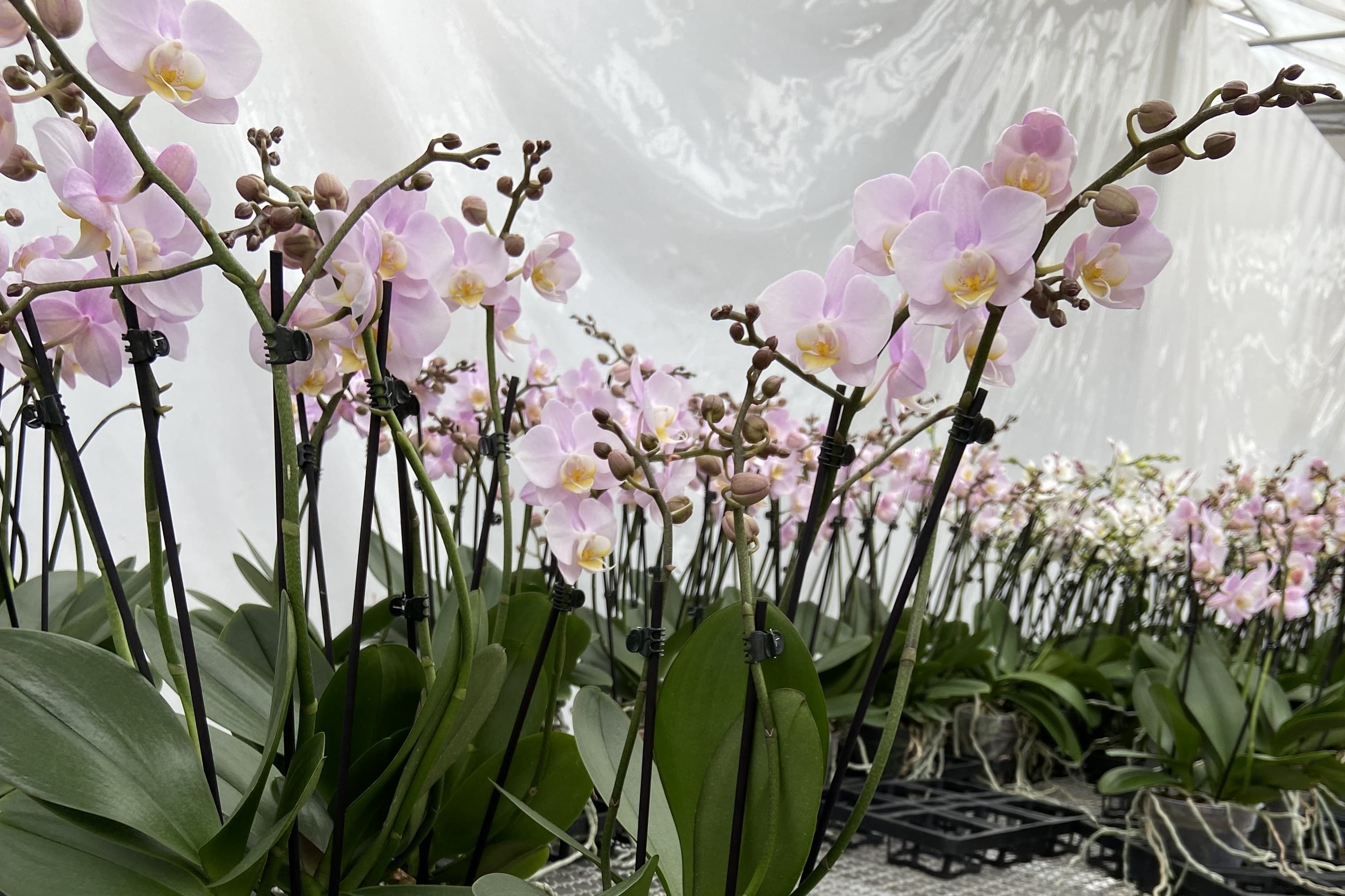 Orchideen richtig umpflanzen