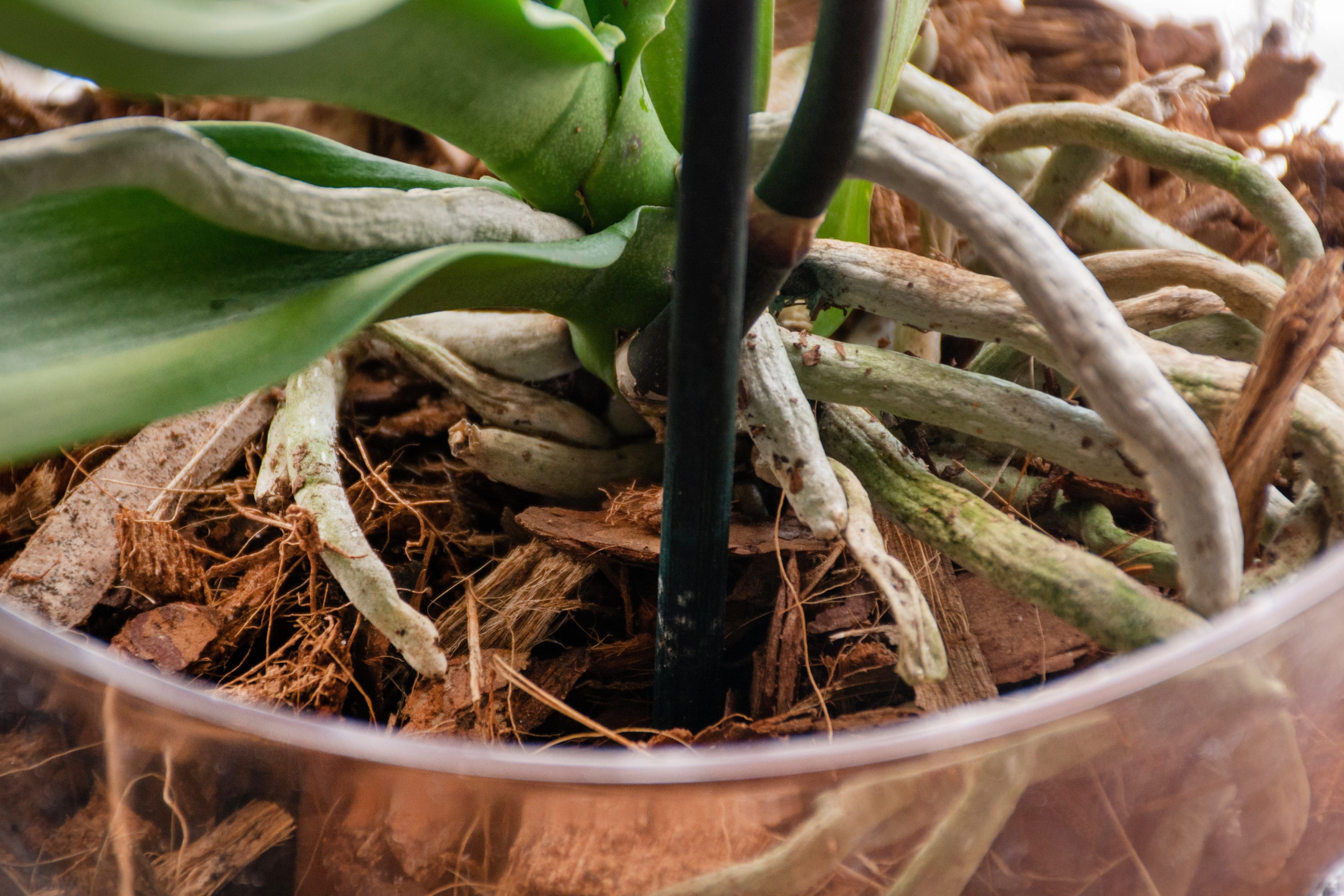 Orchideen umtopfen und das richtig