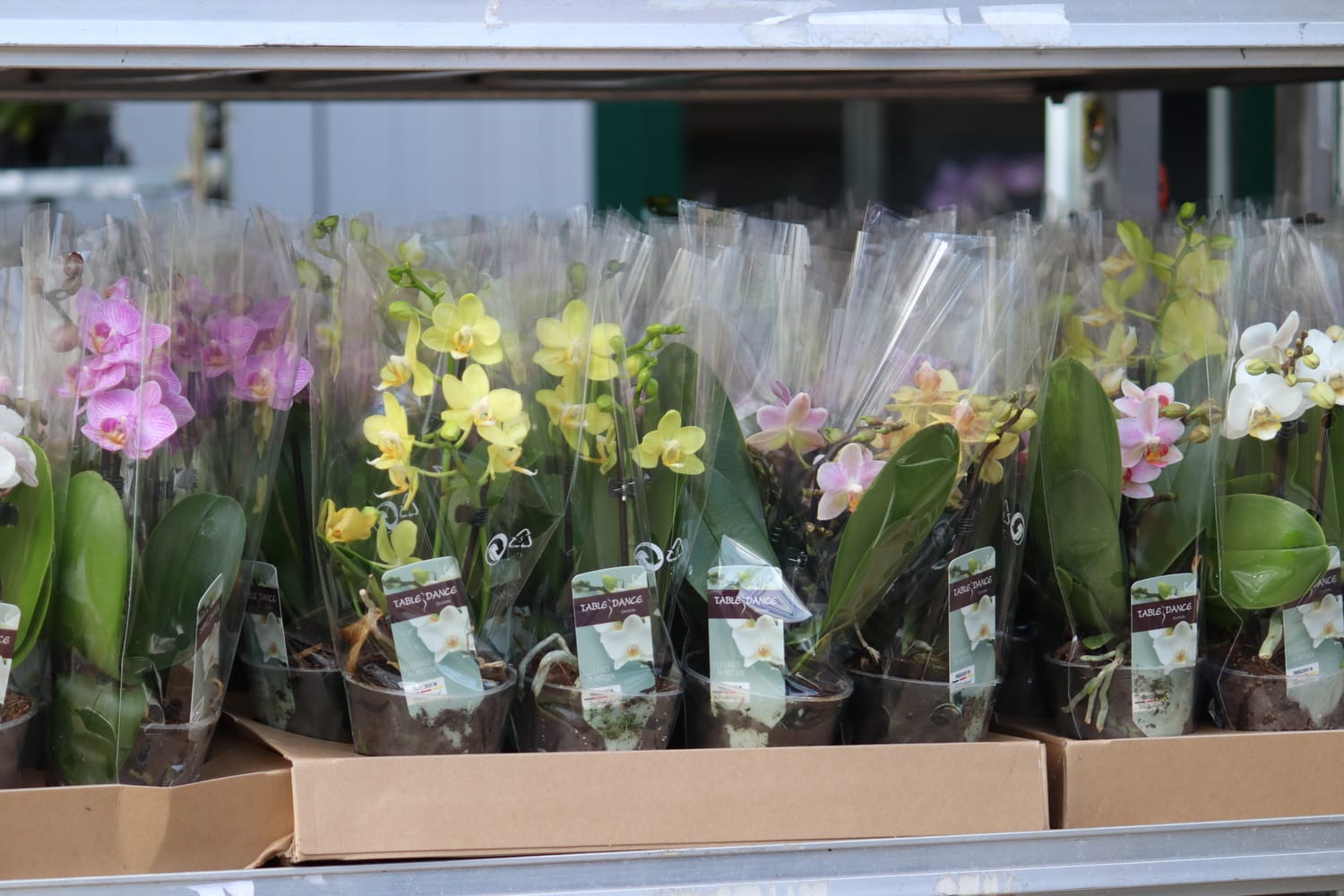 Orchideen versenden