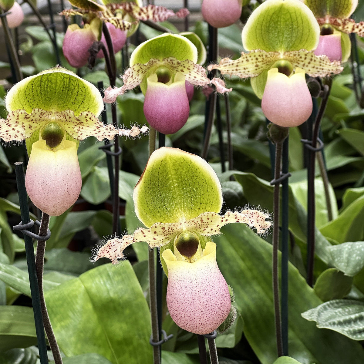 Frauenschuh Paphiopedilum Pinocchio mit grün-rosafarbener Blüte und 1 Rispe im 12cm Topf