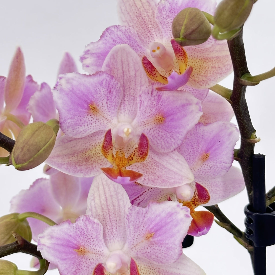 Pelorische Orchidee Table Dance Pia mit hellrosafarbenen Blüten und 2+ Rispen