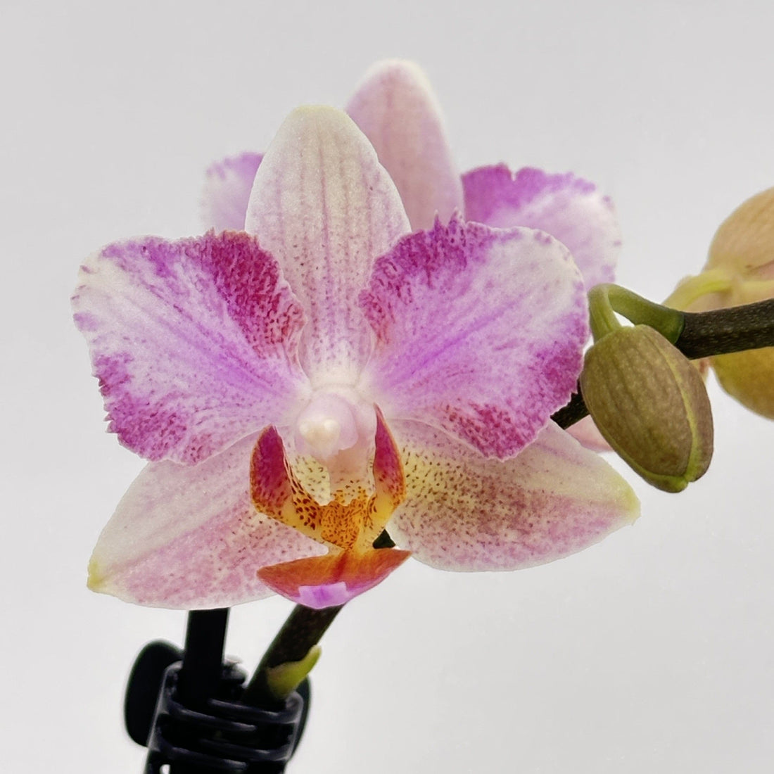 Pelorische Orchidee Table Dance Pia mit hellrosafarbenen Blüten und 2+ Rispen