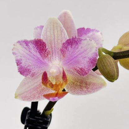 Pelorische Orchidee Table Dance Pia mit hellrosafarbenen Blüten und 2+ Rispen