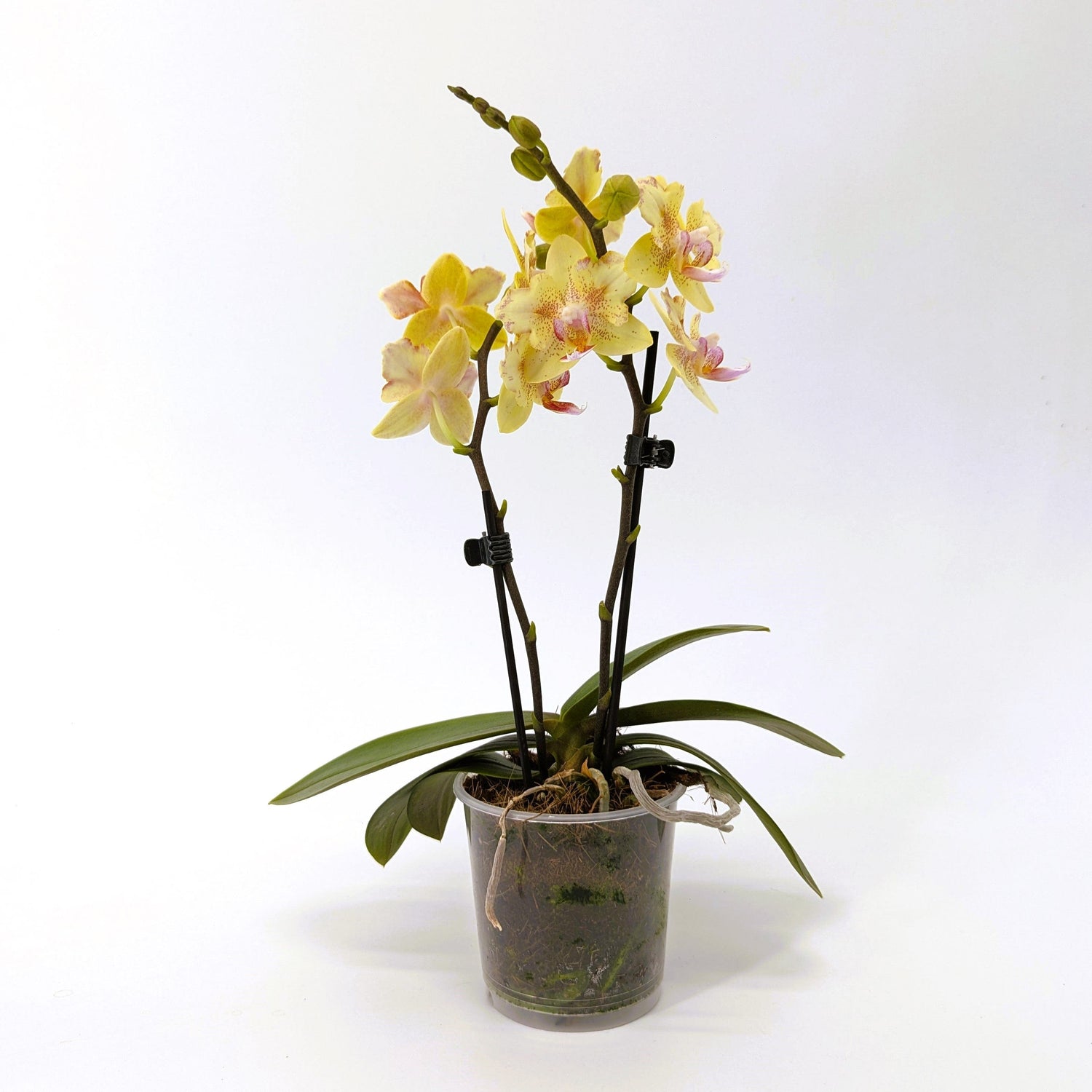 Pelorische Orchidee Table Dance Pereira mit gelben Blüten und 2 Rispen