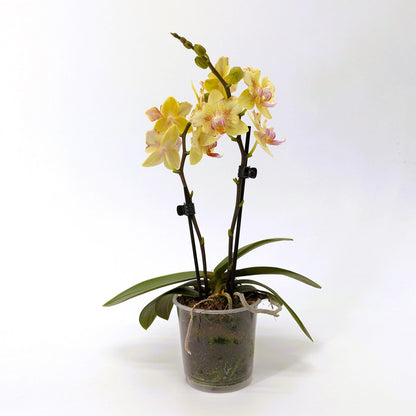 Pelorische Orchidee Table Dance Pereira mit gelben Blüten und 2 Rispen