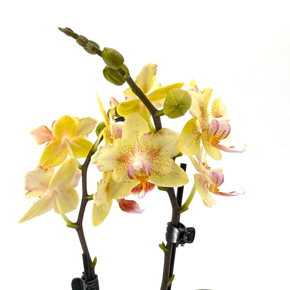 Pelorische Orchidee Table Dance Pereira mit gelben Blüten und 2 Rispen