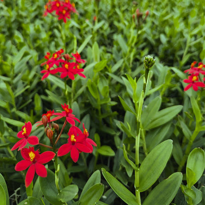 Epidendrum Nordic Fire Dauerblüher mit roten Blüten und 1 Rispe