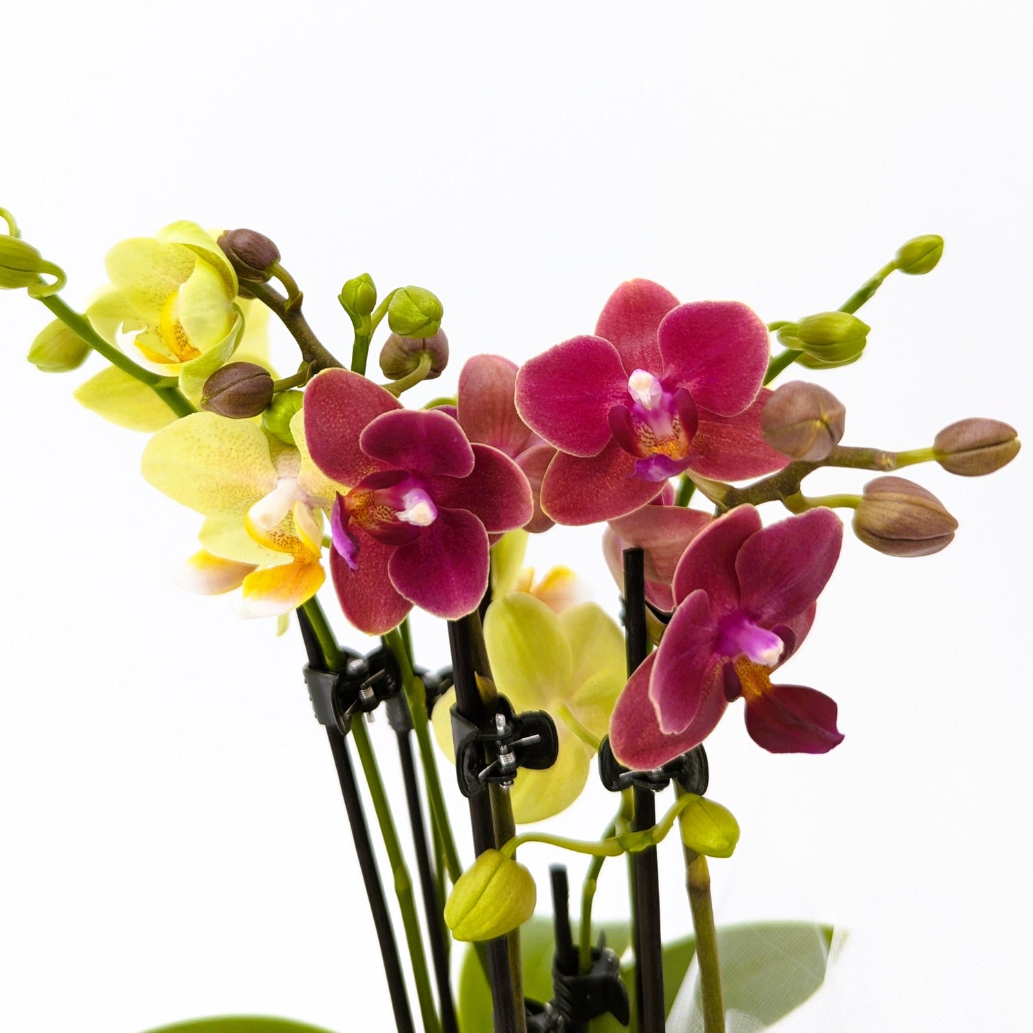 Cocktail Orchidee mit gelb-roten Blüten und 4+ Rispen, Keramik und Dekovlies