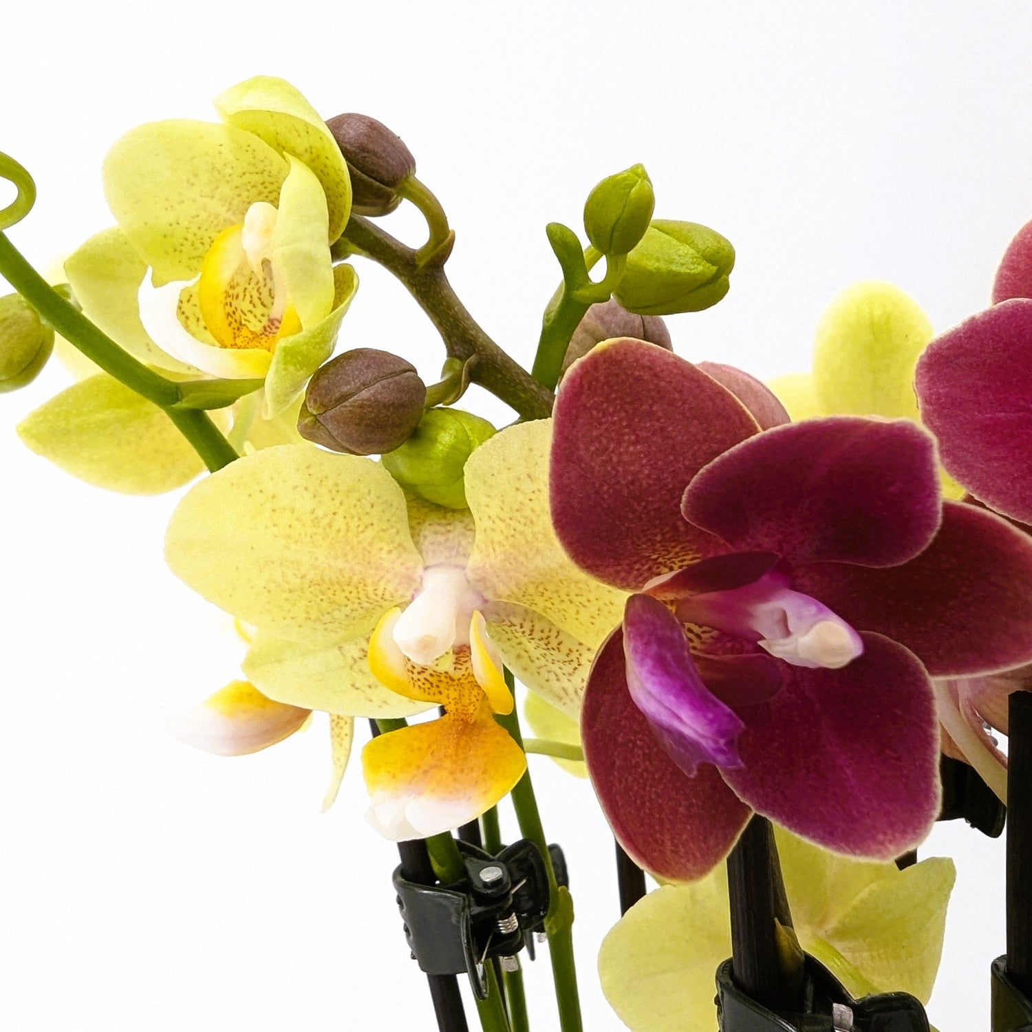 Cocktail Orchidee mit gelb-roten Blüten und 4+ Rispen, Keramik und Dekovlies