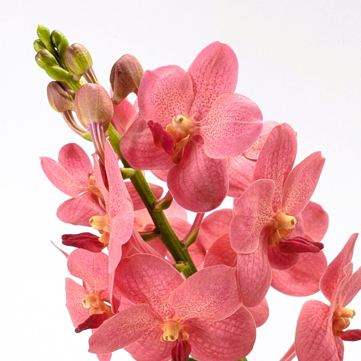 Vanda Orchidee in verschiedenen Farben