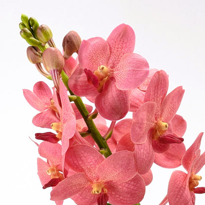 Vanda Orchidee in verschiedenen Farben