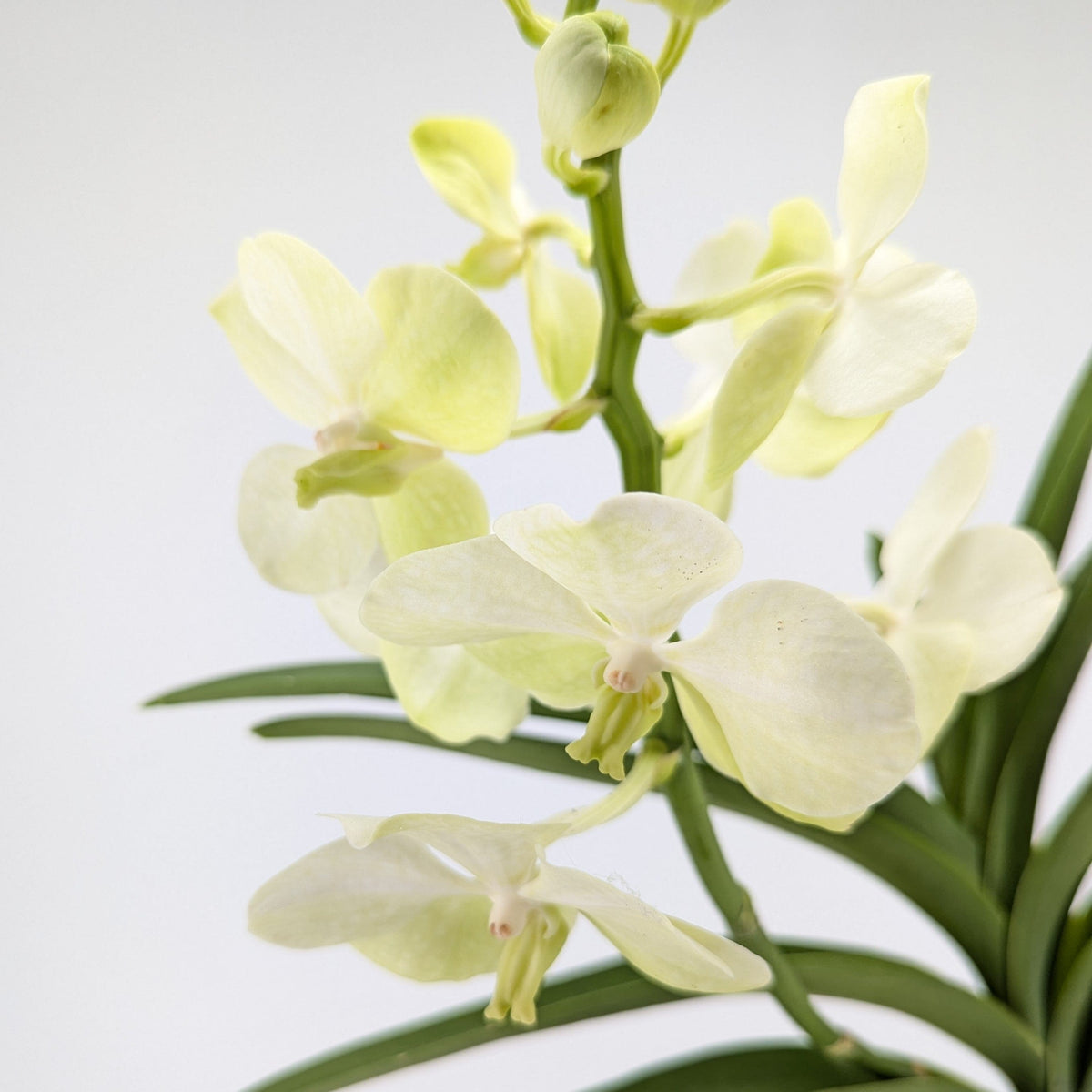 Vanda Orchidee in verschiedenen Farben