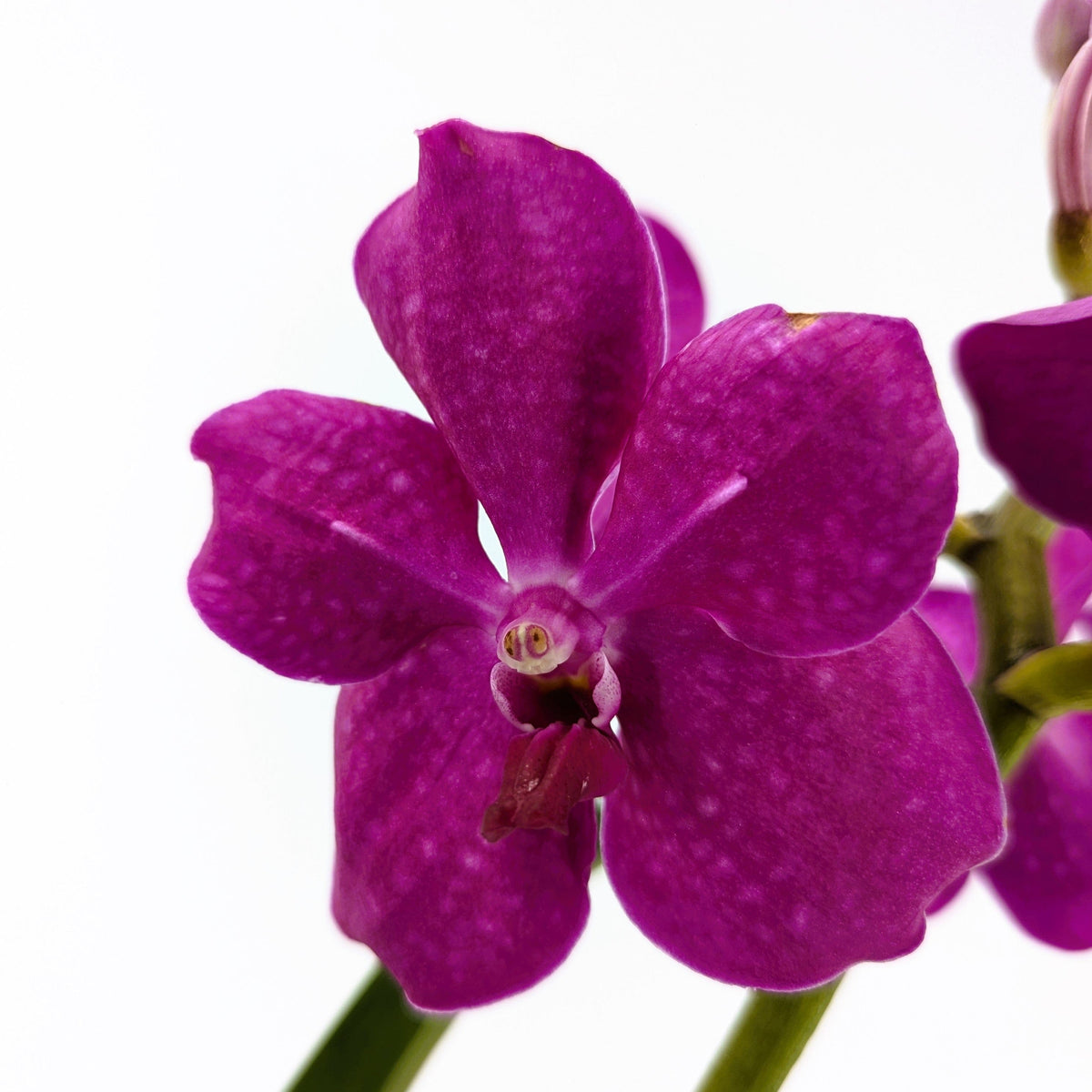 Vanda Orchidee in verschiedenen Farben