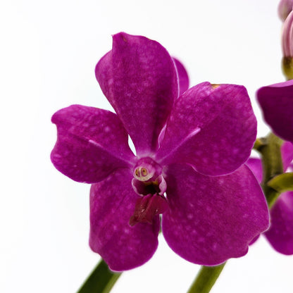 Vanda Orchidee in verschiedenen Farben