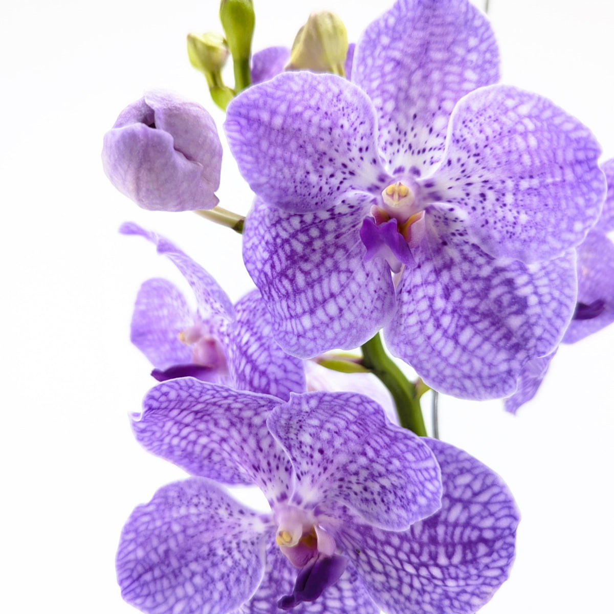 Vanda Orchidee in verschiedenen Farben