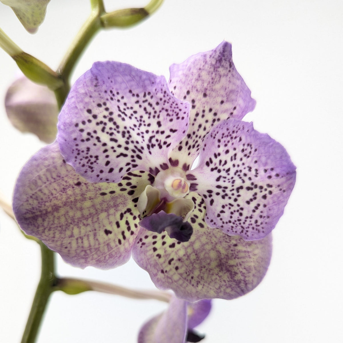 Vanda Orchidee in verschiedenen Farben