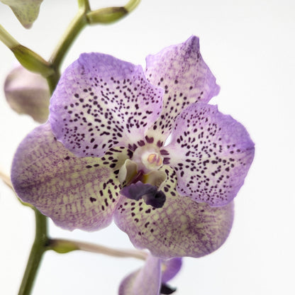Vanda Orchidee in verschiedenen Farben