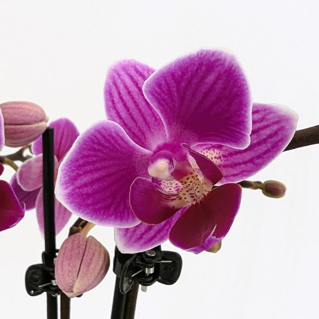 Table Dance Caracas mit violett-gestreiften Blüten und 3 Rispen