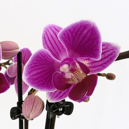 Table Dance Caracas mit violett-gestreiften Blüten und 3 Rispen