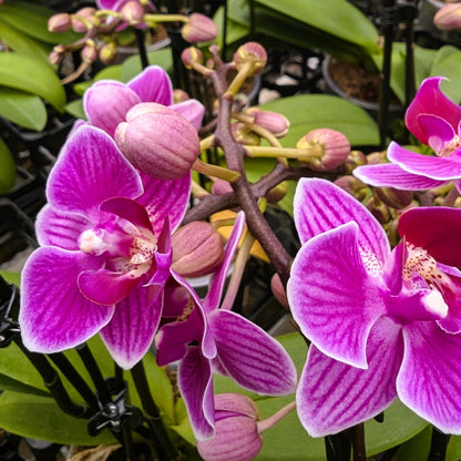 Table Dance Caracas mit violett-gestreiften Blüten und 2 Rispen