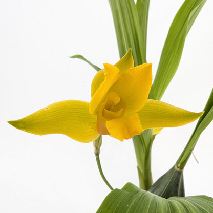 Lycaste aromatica (Kopf-Orchidee)
